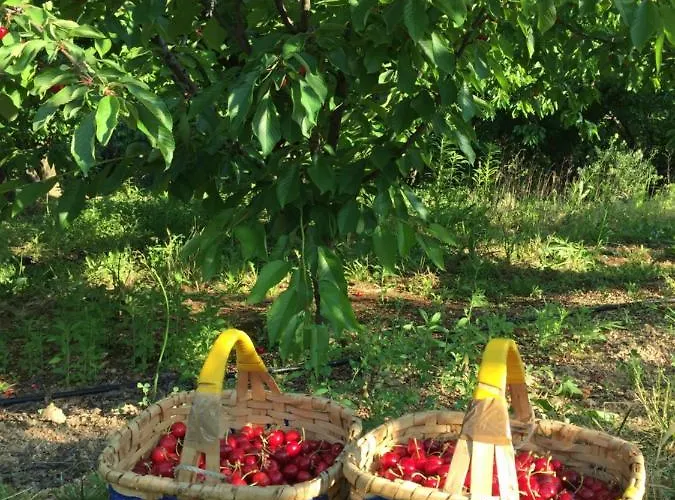 Alojamento de Turismo Rural Quinta Da Porta - Solar De Vale de Prazeres